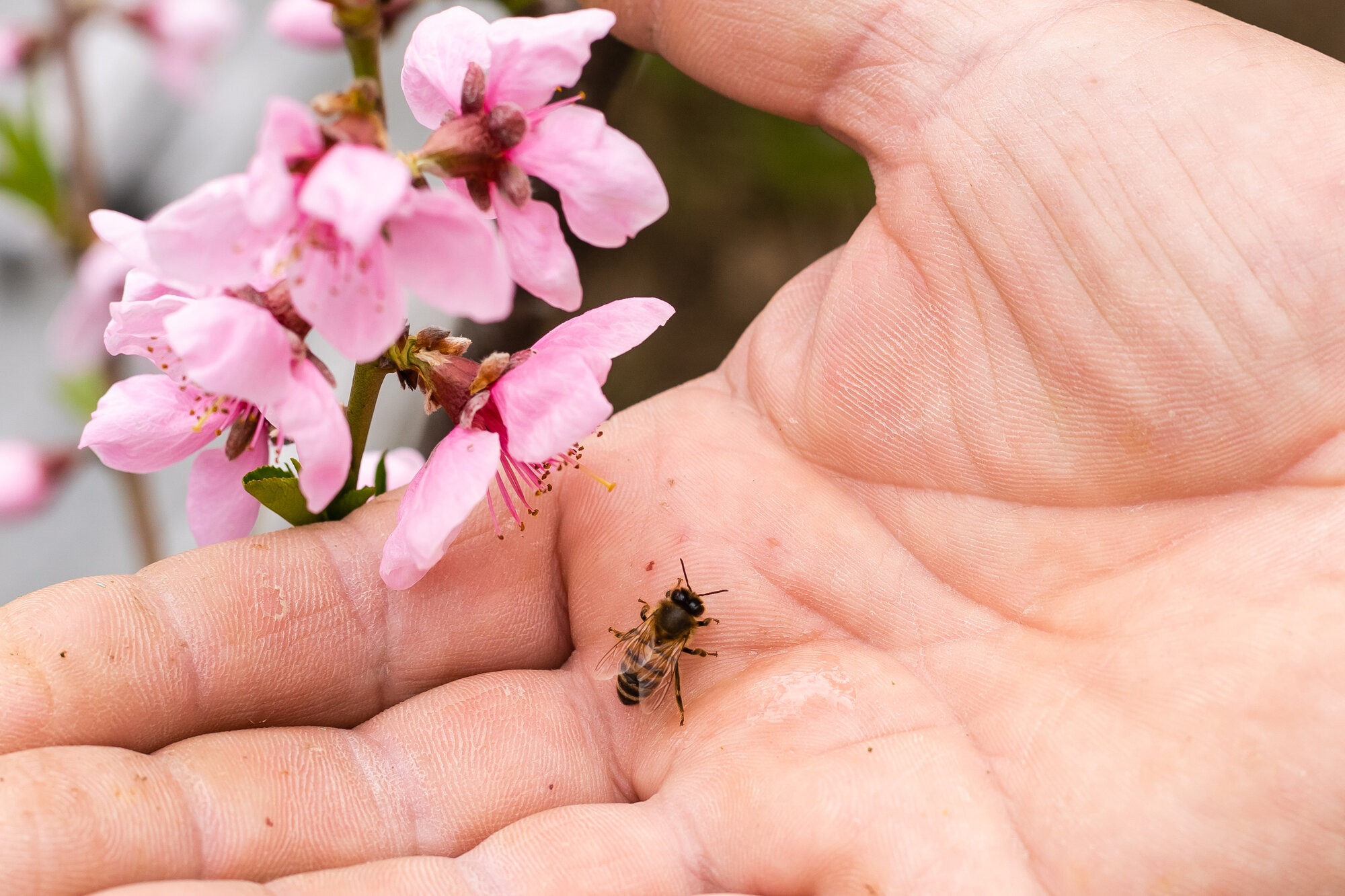 You are currently viewing 5 Tipps bei Bienenstichen